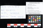 Foto (Detailansicht) von Acer integrilobum Weber sensu Walther (NHMW-GEO-2024-0188-0084)